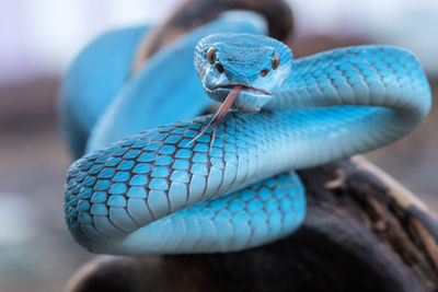 Blue viper snake