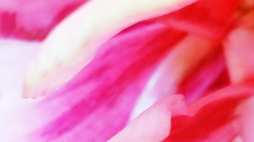 Close-up of pink flower