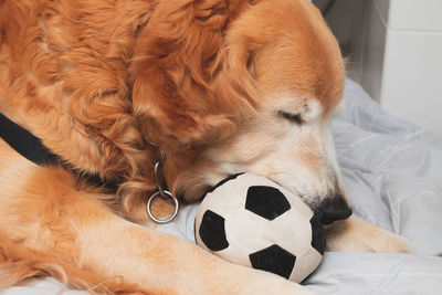 Close-up of dog sleeping on bed