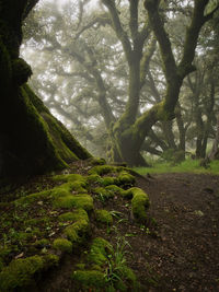 Trees growing in forest