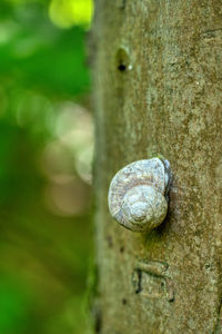 Close-up of snail on tree trunk