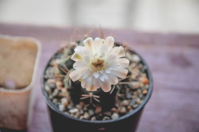 Close-up of white flower in pot