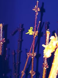 Close-up of purple flowering plants against blue sky