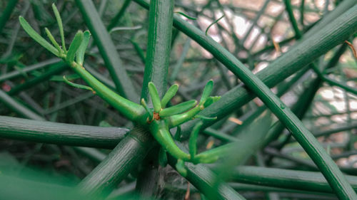 Close-up of insect on plant