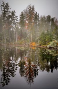 Reflection of trees in water