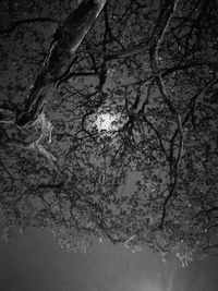 Low angle view of flower tree against water