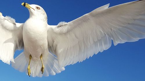 Low angle view of white birds flying against blue sky