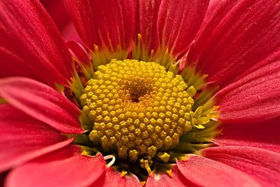 Extreme close up of pink flower