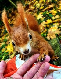 Close-up of hand holding animal