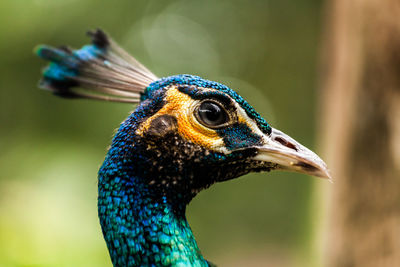 Close-up of peacock