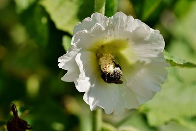 Bee and flowers