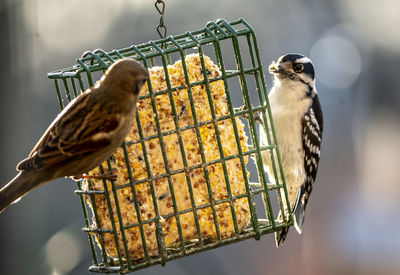 Birds and suet