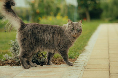 Close-up of cat sitting on footpath