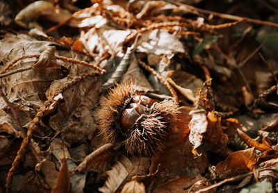 Close-up photo of chestnut in husk on forest floor in autumn