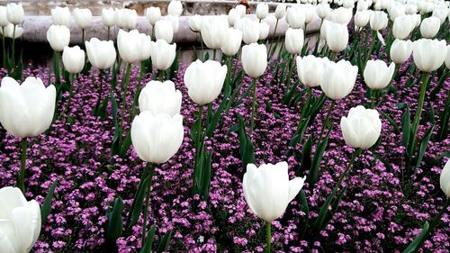 Close-up of tulips