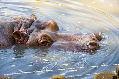 Hippopotamus swimming in the lake close up