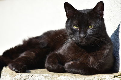 Close-up of black cat resting