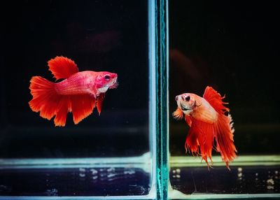 View of fish in tank