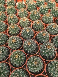 Full frame shot of succulent plants