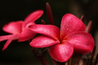 Close-up of frangipani blooming outdoors