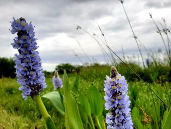 Close-up of purple flowering plants on field