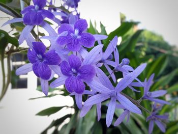 Close-up of purple flowering plant