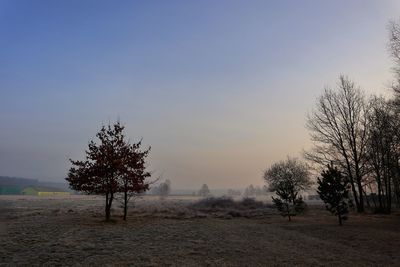 Trees on field against sky during foggy weather