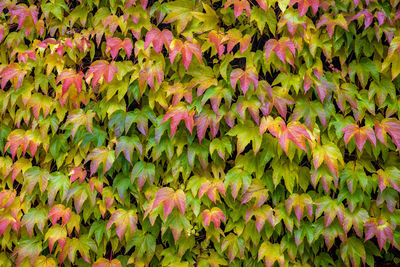 Full frame shot of ivy plant