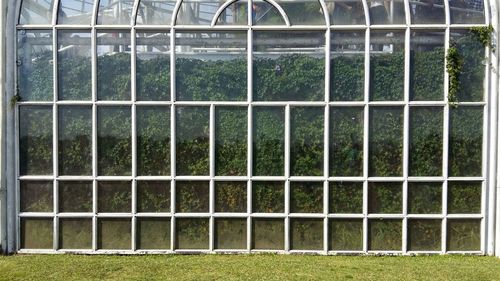 Plants growing in greenhouse