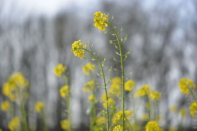 Close-up of yellow flowers blooming in field