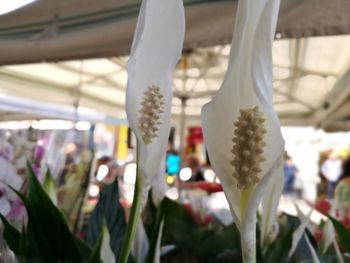 Close-up of hanging outdoors