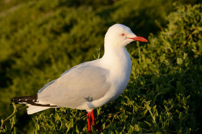 Close-up of seagull perching on grass