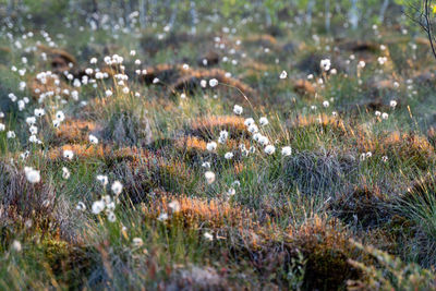 Plants growing on field