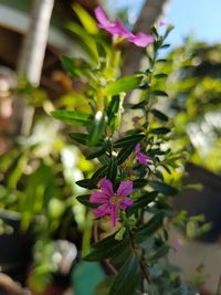 Close-up of pink flowering plant