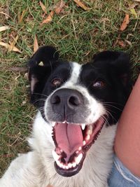 Portrait of dog sitting on grass