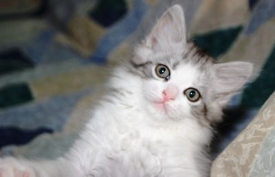 Close-up portrait of cat at home