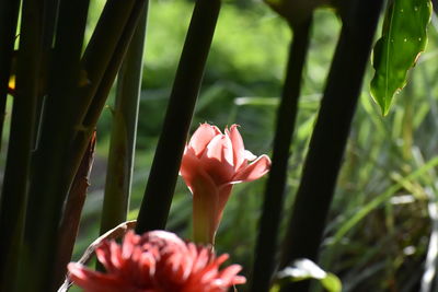 Close-up of pink flowering plant