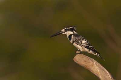 Close-up of pied kingfisher perching