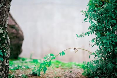 Close-up of plants growing on land