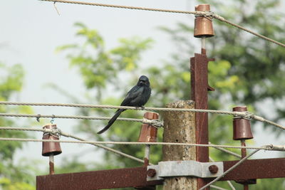 Black drongo bird with two tails sitting on electric line or electric post on the morning