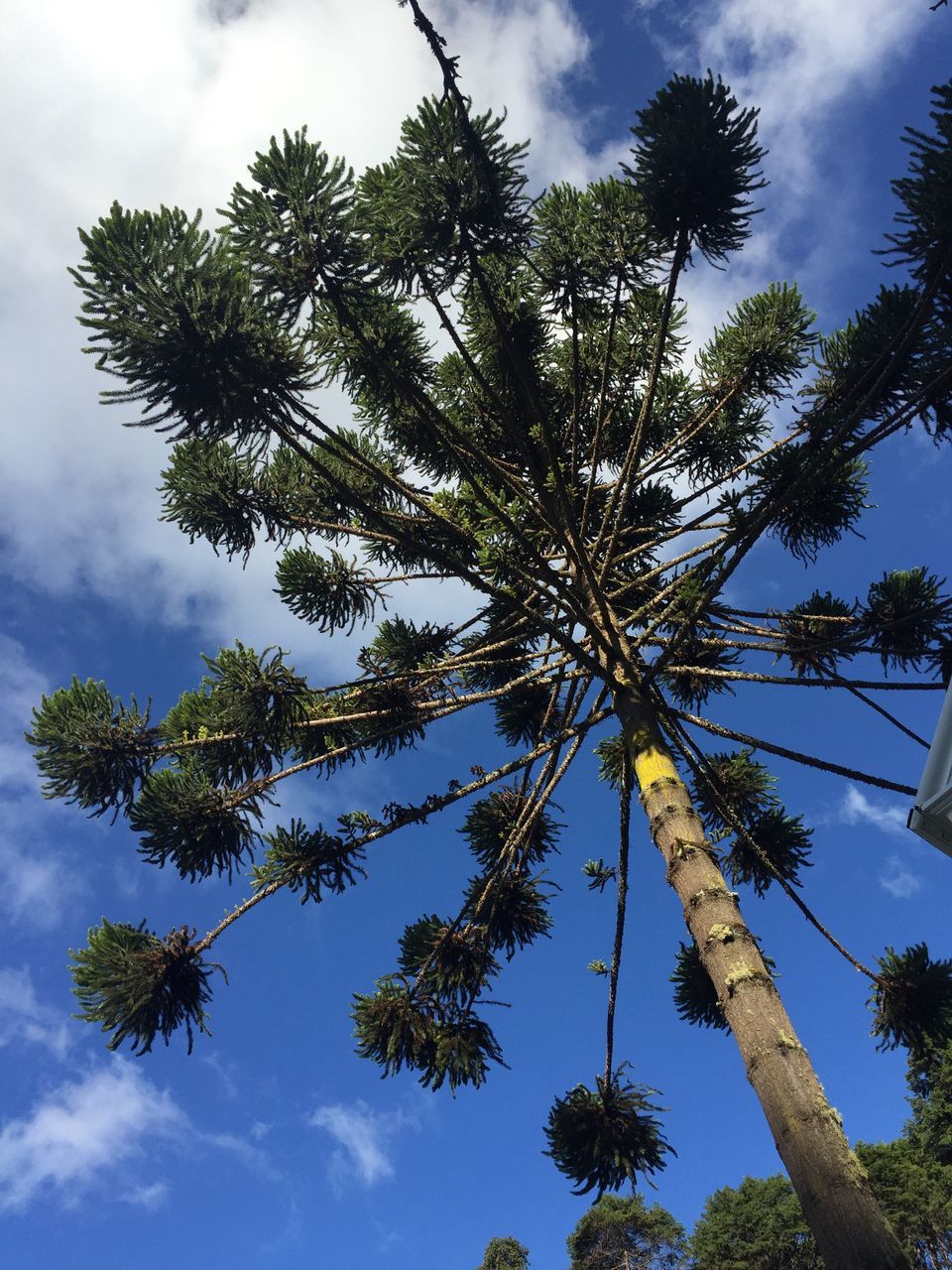 low angle view, tree, sky, cloud - sky, growth, branch, nature, cloud, tranquility, cloudy, beauty in nature, tree trunk, blue, day, scenics, outdoors, no people, palm tree, high section, leaf