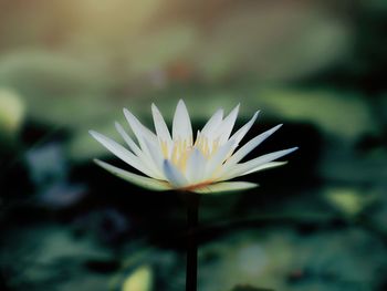 Close-up of lotus water lily