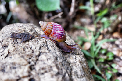 Close-up of snail on rock