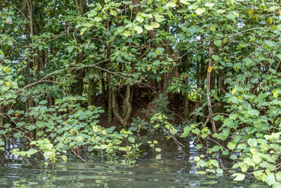 View of trees in forest