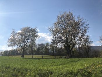 Trees on field against sky