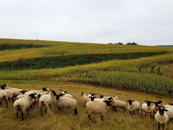 Flock of sheep on field