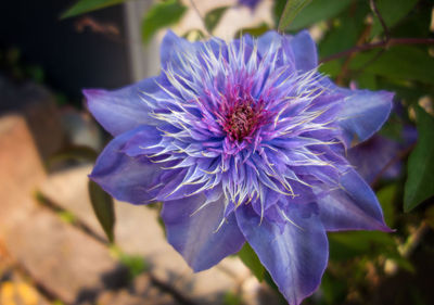 Close-up of purple flowering plant