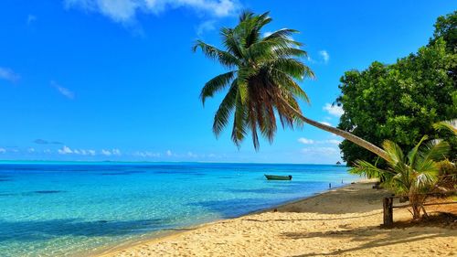 Palm trees on beach against blue sky