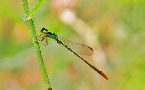 Close-up of dragonfly on plant