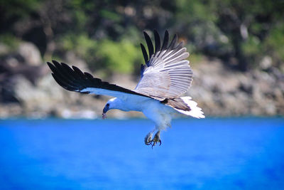 Close-up of eagle flying